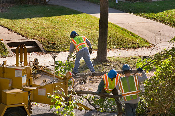 Reliable West Liberty, WV Tree Removal and Landscaping Services Solutions